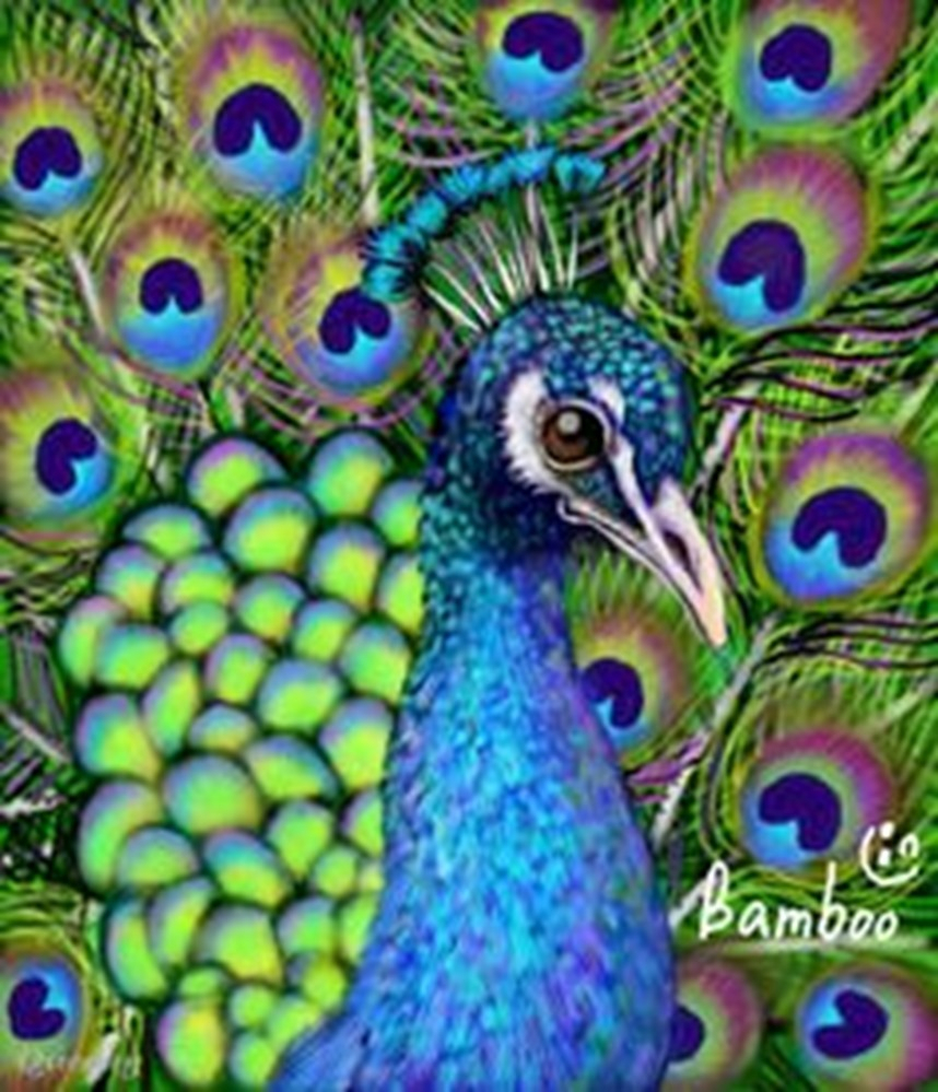 858x999 Drawing With Colour Peacock Drawing Colour