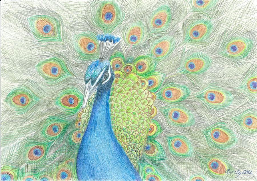 900x636 Peacock Drawing By Eve Ly Villberg