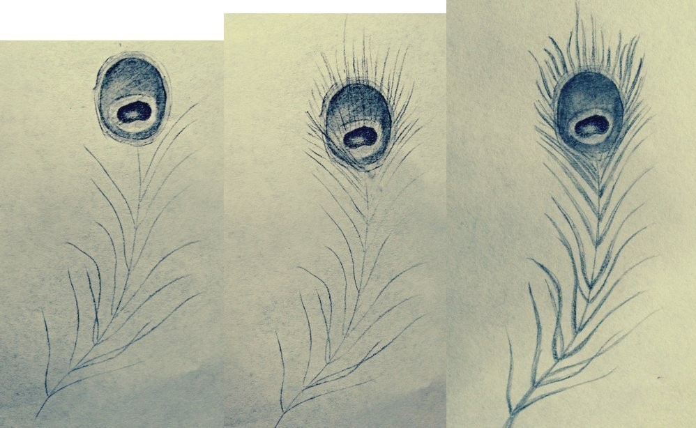 998x614 How To Draw A Peacock Feather How To Draw A Feather Drawing