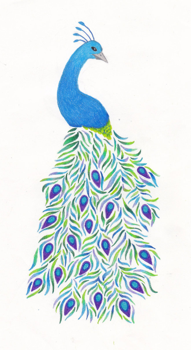 660x1210 Peacock Drawing By Floralaurel