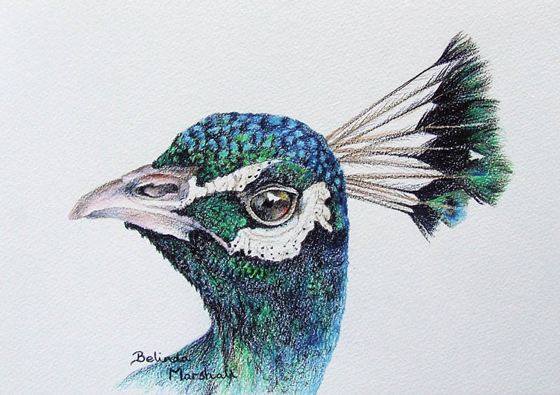 800x564 Peacock Drawing With Color In Pencil For Sale