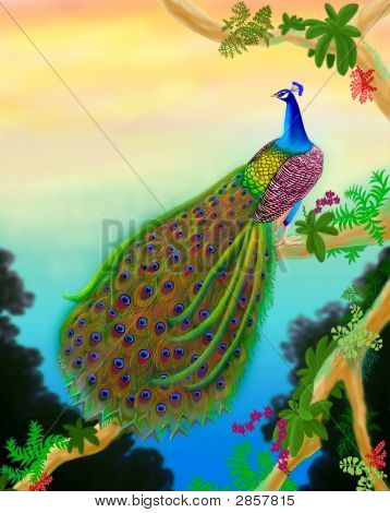 358x470 Drawn Peacock Tree Drawing