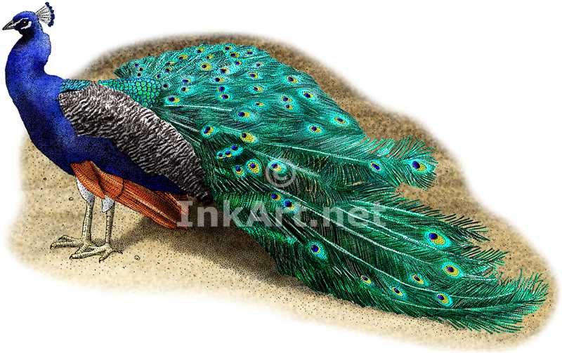 800x503 Indian Peacock Stock Art Illustration