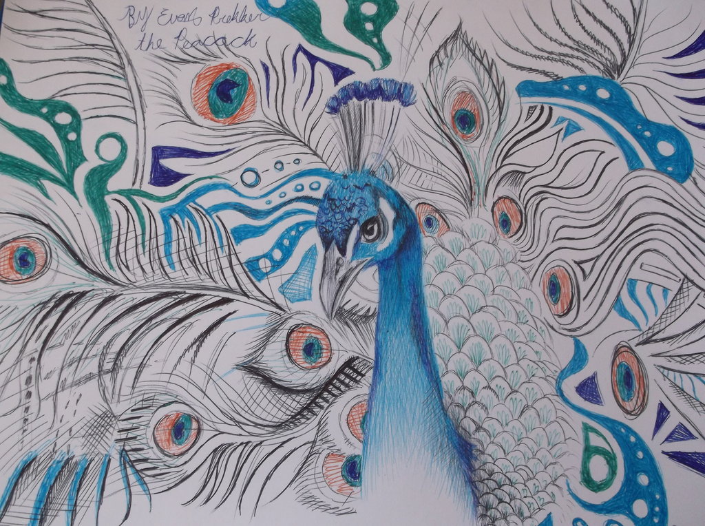 1024x764 Peacock Drawings The Peacock (Wip Pen Drawing) By Dustywallpaper