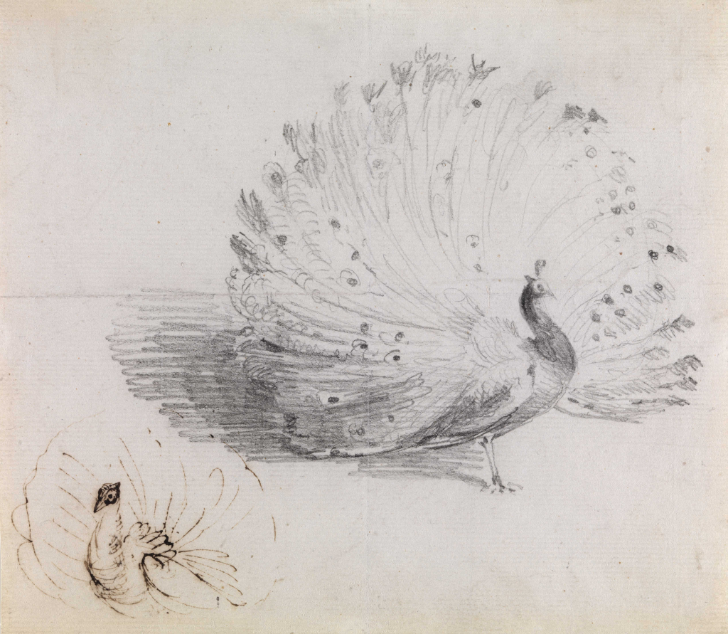 1024x891 Peacock Pencil Drawing Peacock Pencil Drawing Pencil