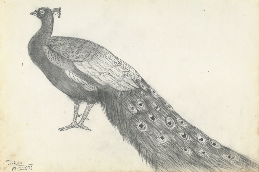 Peacock Pencil Drawing at GetDrawings | Free download