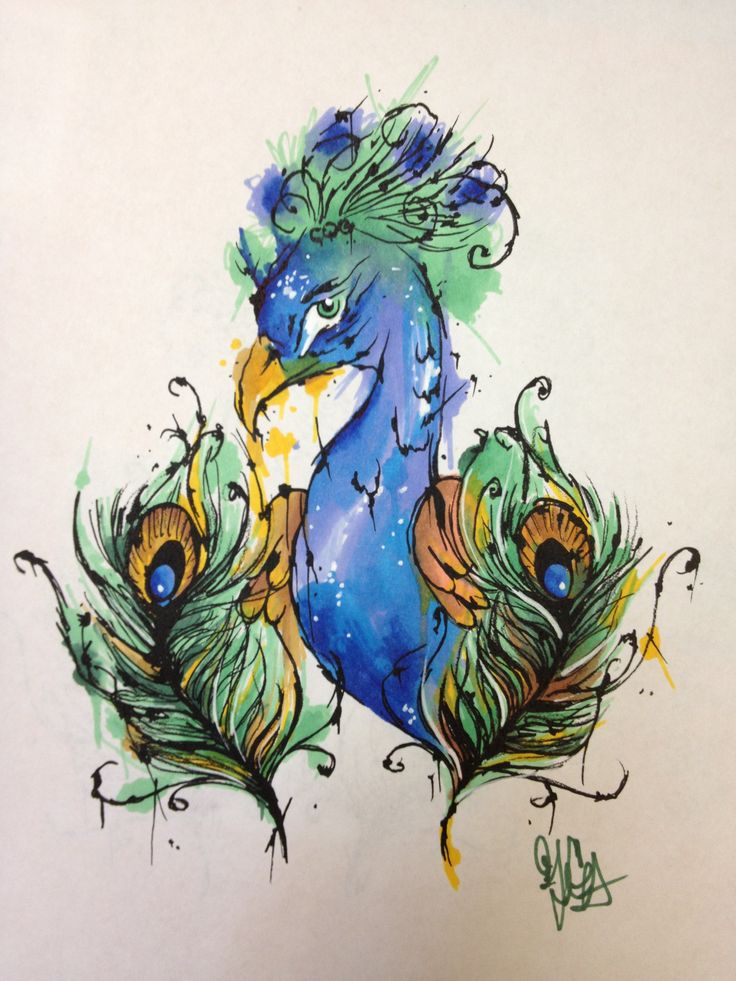 736x981 Drawn Peacock Prismacolor