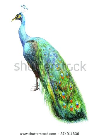 338x470 Peacock Color Drawing Drawing Lessons For Beginners A Peacock