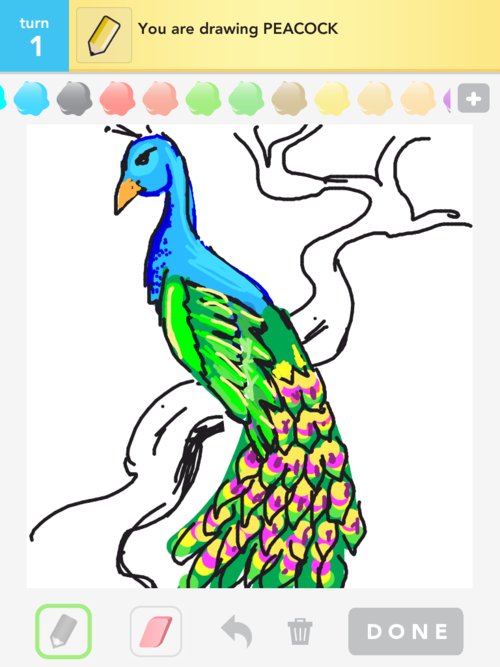 500x667 Peacock Drawings