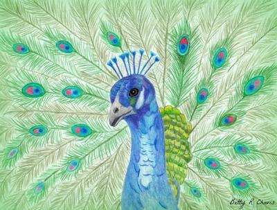 400x303 My First Drawing Of A Peacock