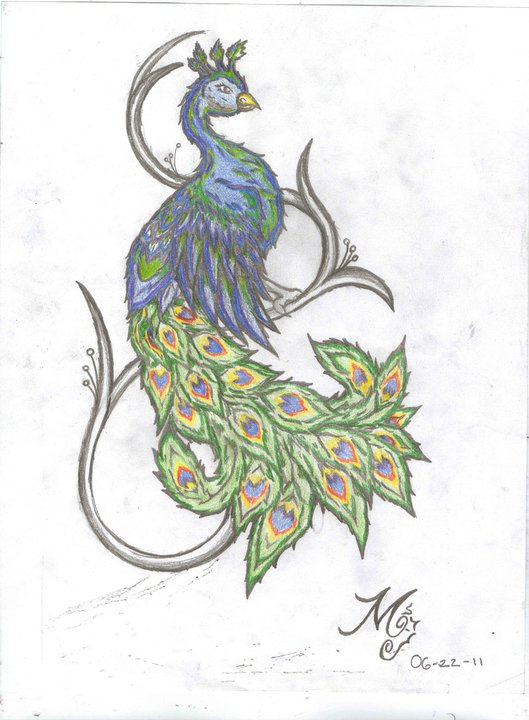 529x720 Peacock Drawing By Tattooguy097