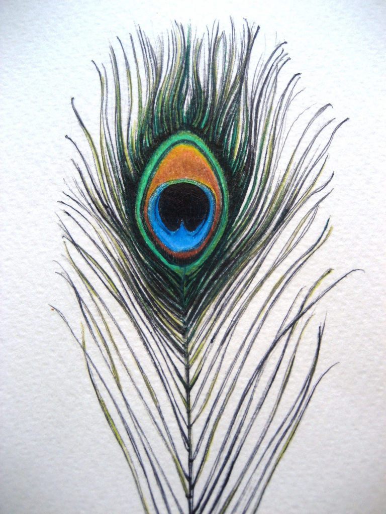 Peacock Simple Drawing at GetDrawings | Free download