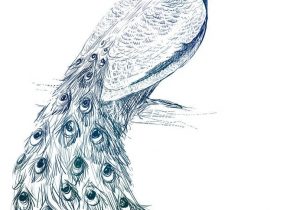 300x210 Sketches Of Peacock Sketches Of Peacock Simple Sketches Of Peacock