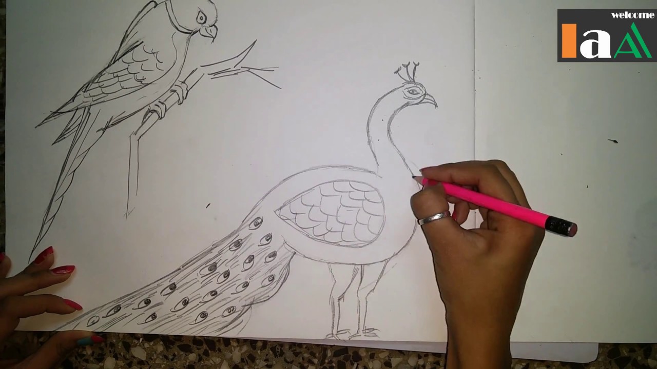 1280x720 How To Draw A Peacock And Parrot Step By Step Easy