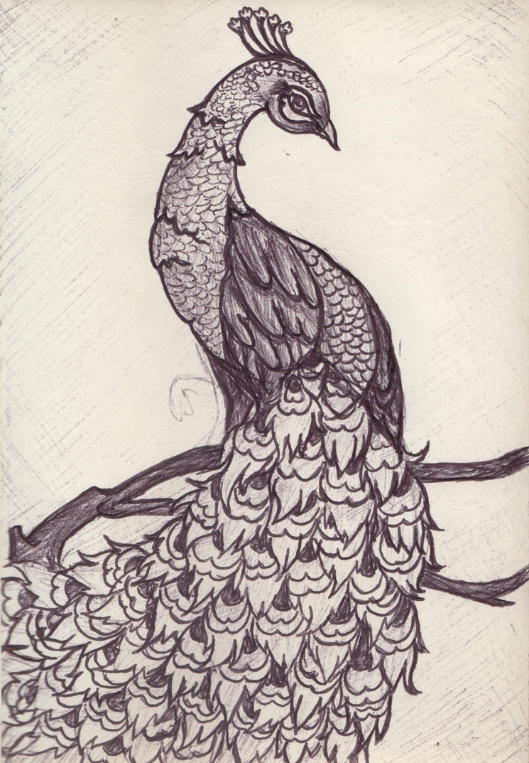 745x1073 Peacock Sketch By Aliaskajan