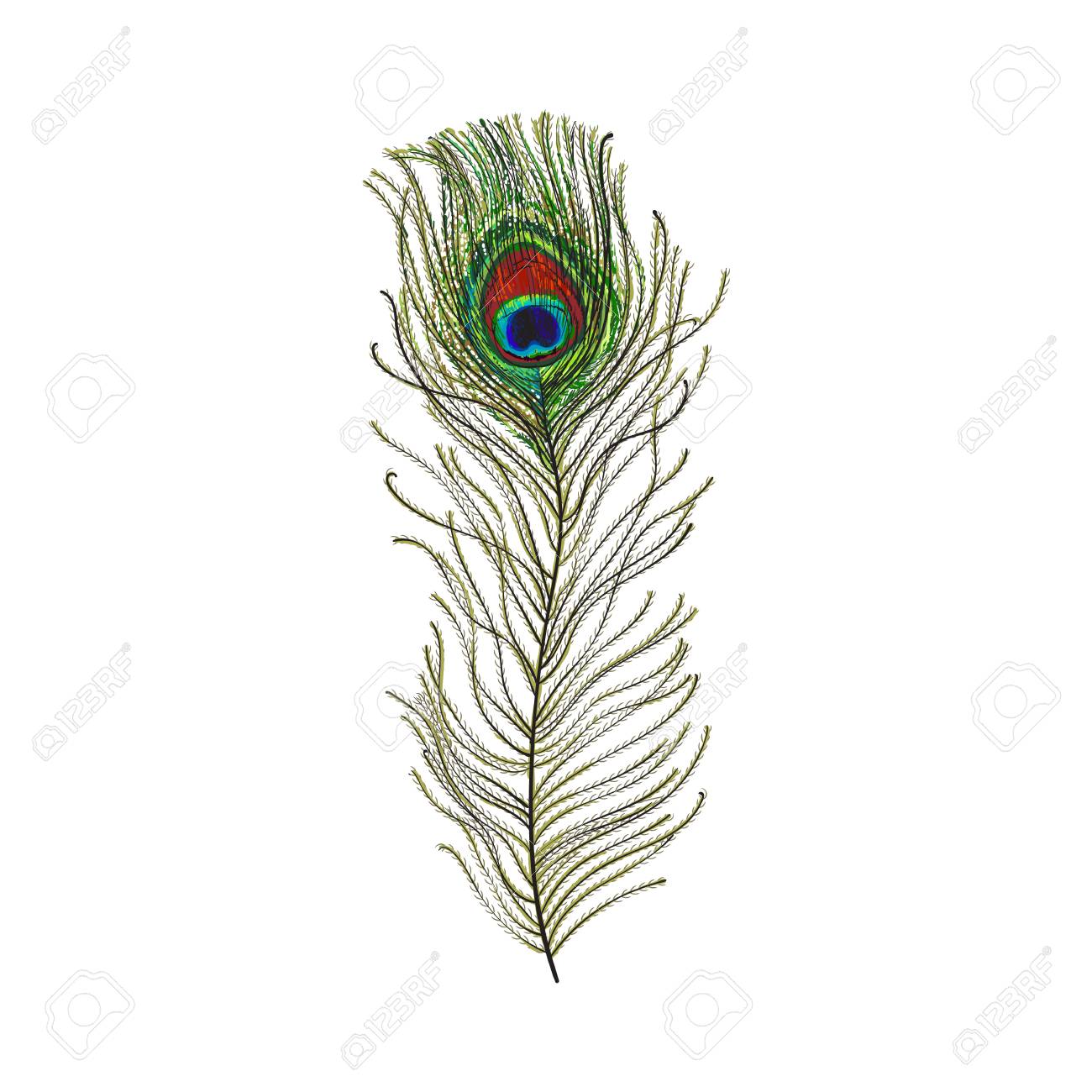 1300x1300 Hand Drawn Peacock Tail Bird Feather, Sketch Style Vector