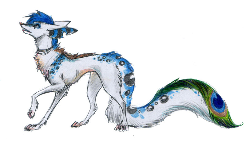 800x463 Peacock Tail