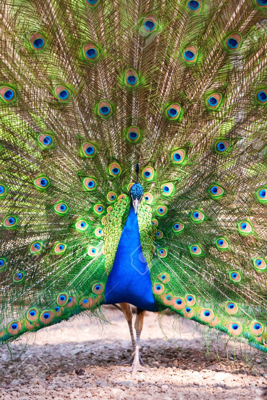 866x1300 Male Peacock Desperate To Draw Female Attention In Their Mating