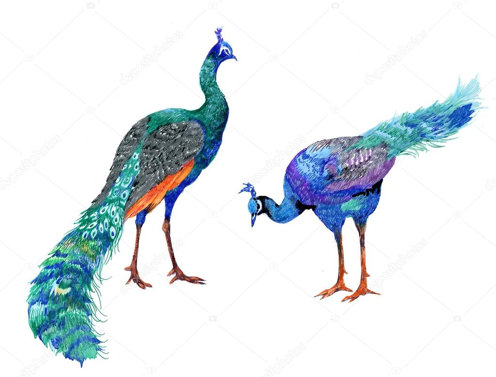 1023x778 Watercolor Drawing Peacocks Stock Photo Kostan Proff