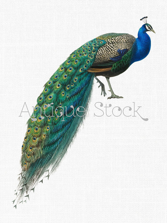 570x760 Bird Clip Art Vintage Peacock Image
