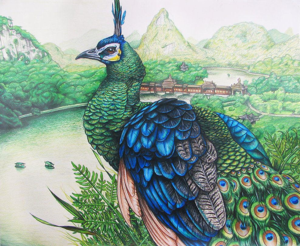 987x809 Green Peafowl By Jacquelinerae