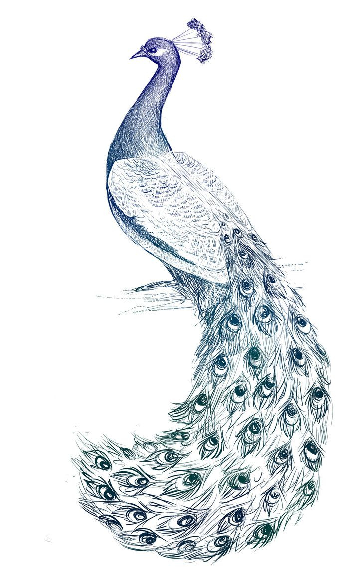 692x1154 Peacock Drawing In Pencil Easy Drawn Peafowl Easy Draw