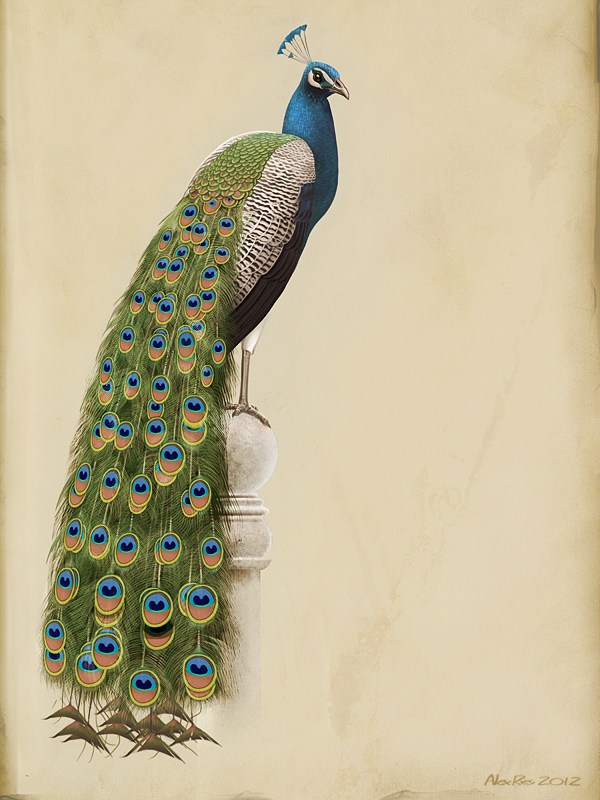 600x800 Peacocks Live Wallpaper Android Apps On Google Play Art
