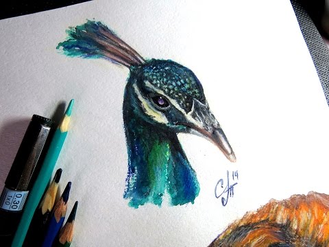 480x360 Peafowl ( Pencil, Aquarelle ) Speed Drawing