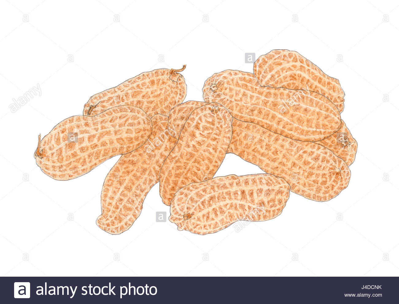 1300x990 Stack Of A Peanut (Arachis Hypogaea) Fruits Drawing. Colored