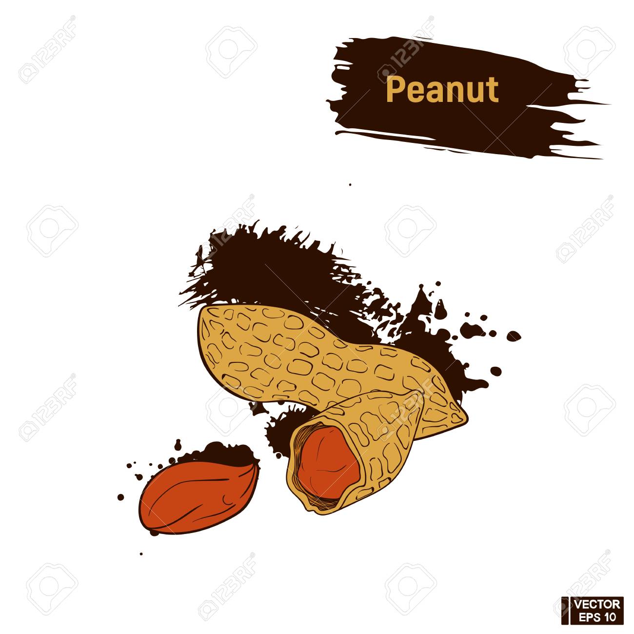 1300x1300 Vector Image. Colored Drawing Of Peanuts Sepia. Brown Peanut