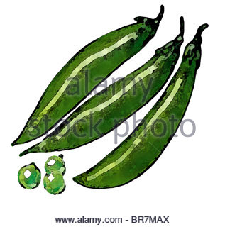 317x320 Drawing Peapod Food Nutrition Stock Vector Art Amp Illustration