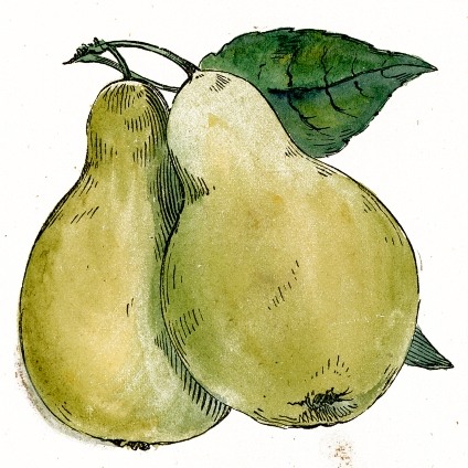 424x424 Public Domain Pear Drawing