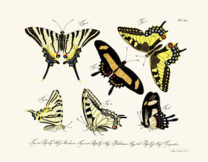 300x233 Pear Tree Drawings Fine Art America