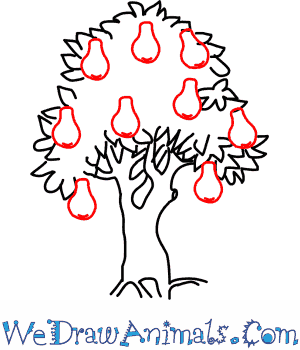 300x350 Pear Tree 05.png