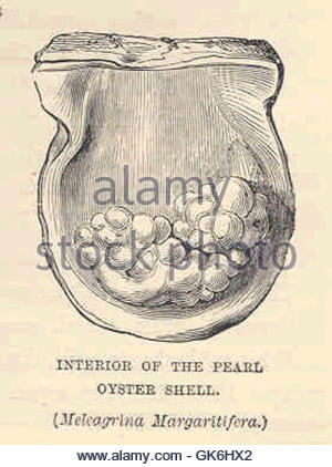 300x422 Pearl Oyster Shell Illustration, Drawing, Engraving, Ink