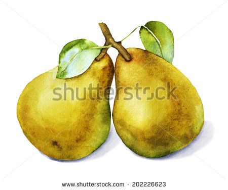450x376 Watercolor With Two Pears, Pears Drawing In Watercolor, Fruit
