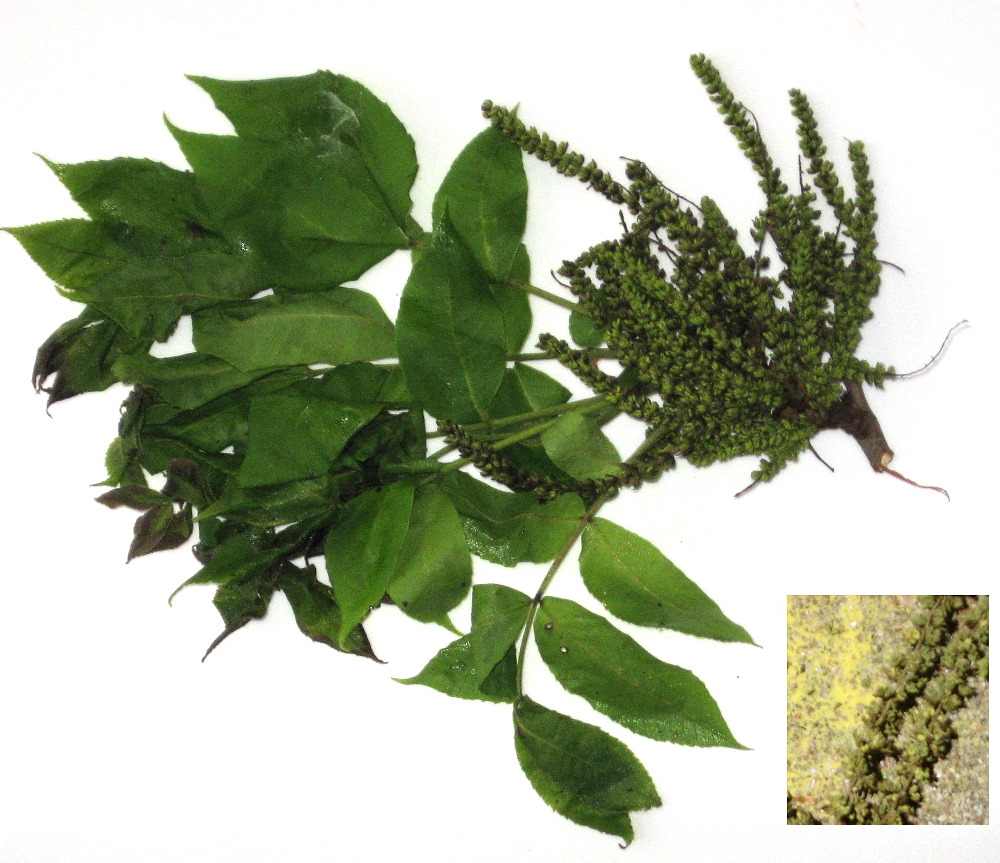 1000x863 Pecan Pollen