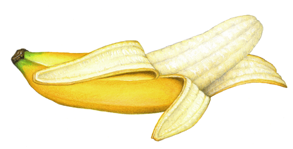 576x293 Fruit Illustration Of A Single Half Peeled Banana. Tropical