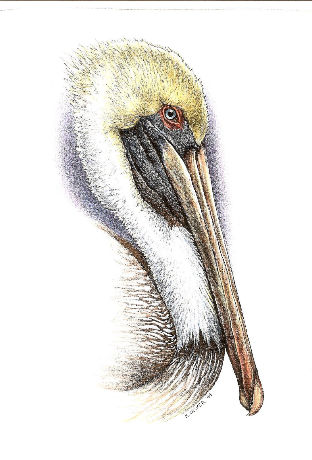 1086x1600 Brown Pelican Color Pencil Kenny Oliver's Art