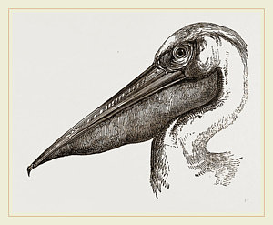 300x247 Pelican Drawings Fine Art America
