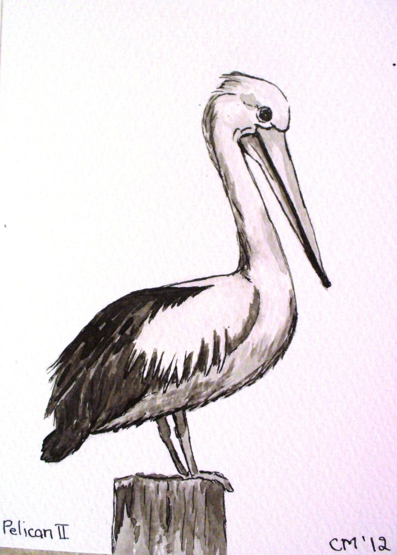 804x1125 Pelican Pic Drawing Drawing Images Alligators