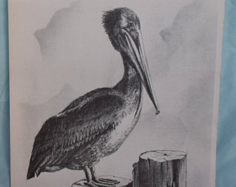 340x270 Pelican Drawing Etsy