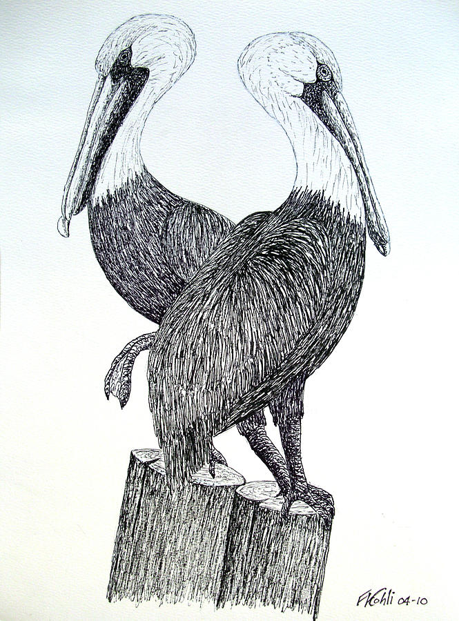 665x900 Pelicans Drawing By Frederic Kohli