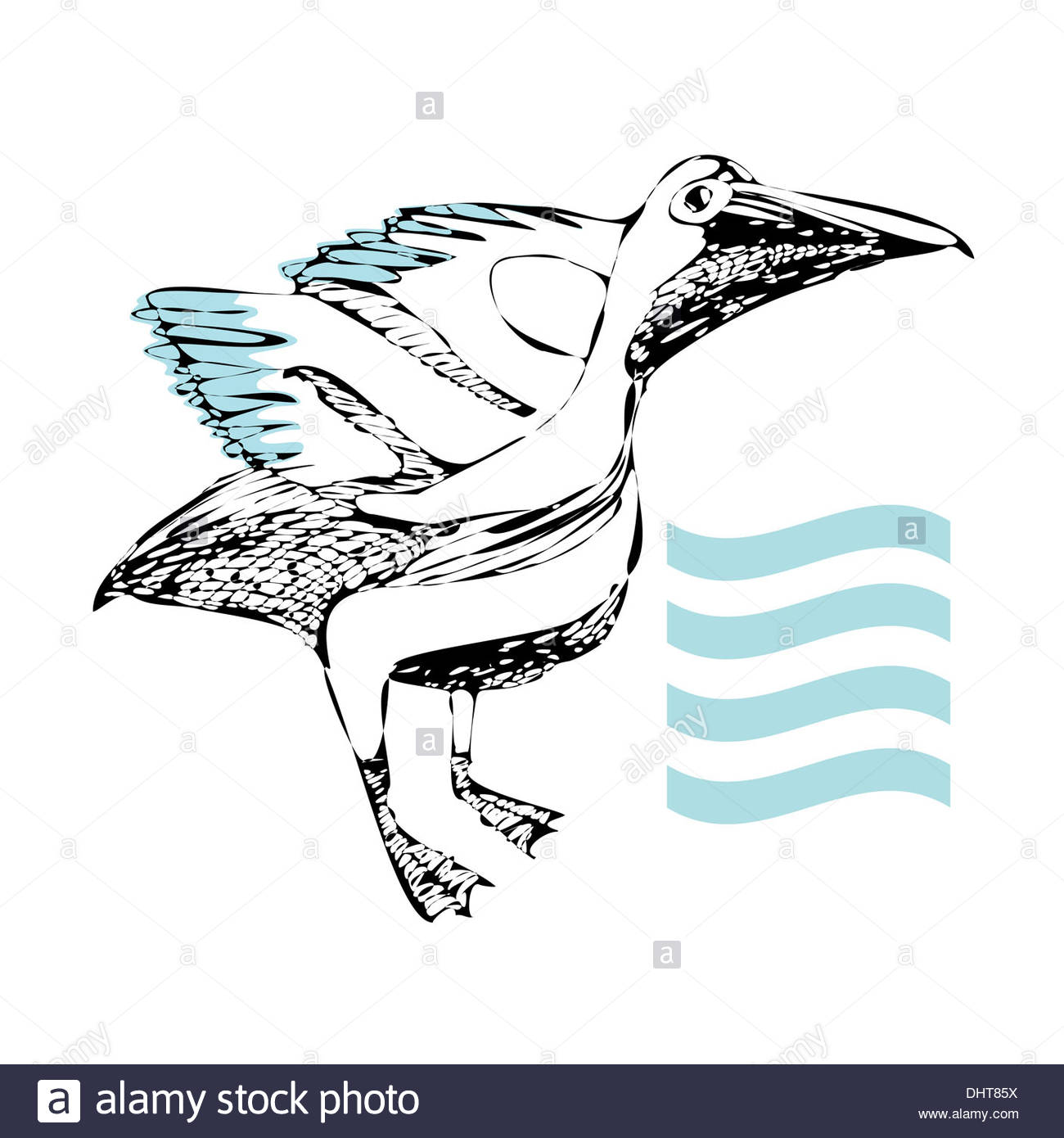 1300x1390 Pelican Drawing Stock Photo, Royalty Free Image 62613542