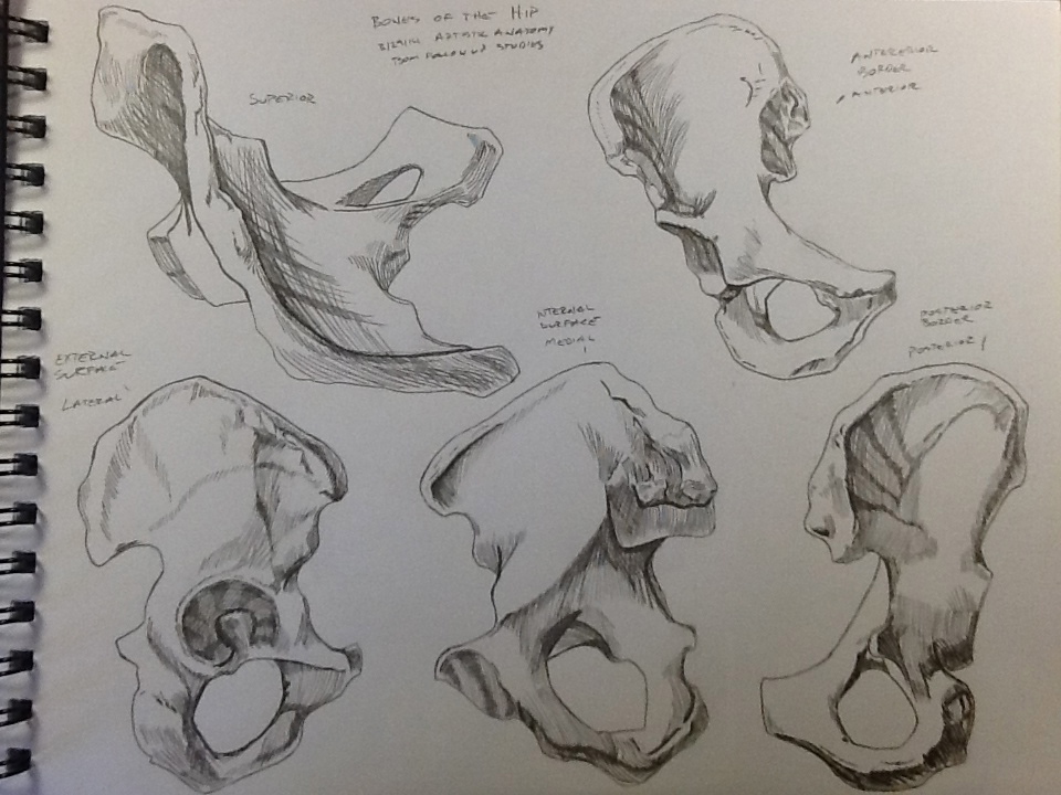 960x720 Bones Of The Hip (Pelvis) Studies By Billydoubleu