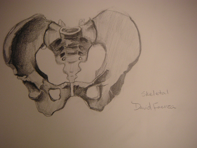 800x600 Life Drawing Pelvis By Thecreatureiswalking
