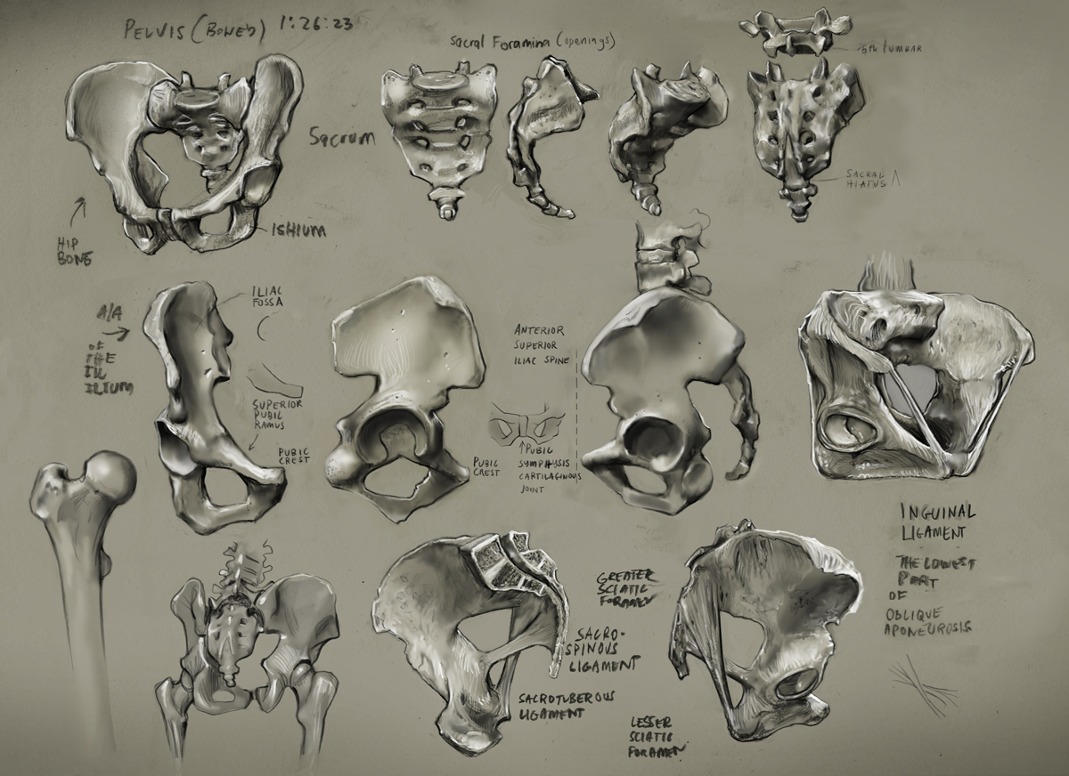 1200x872 Pelvis 1 By Mattdonnici