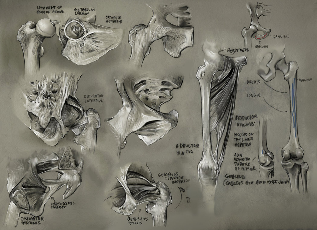 1049x762 Pelvis 2 By Mattdonnici