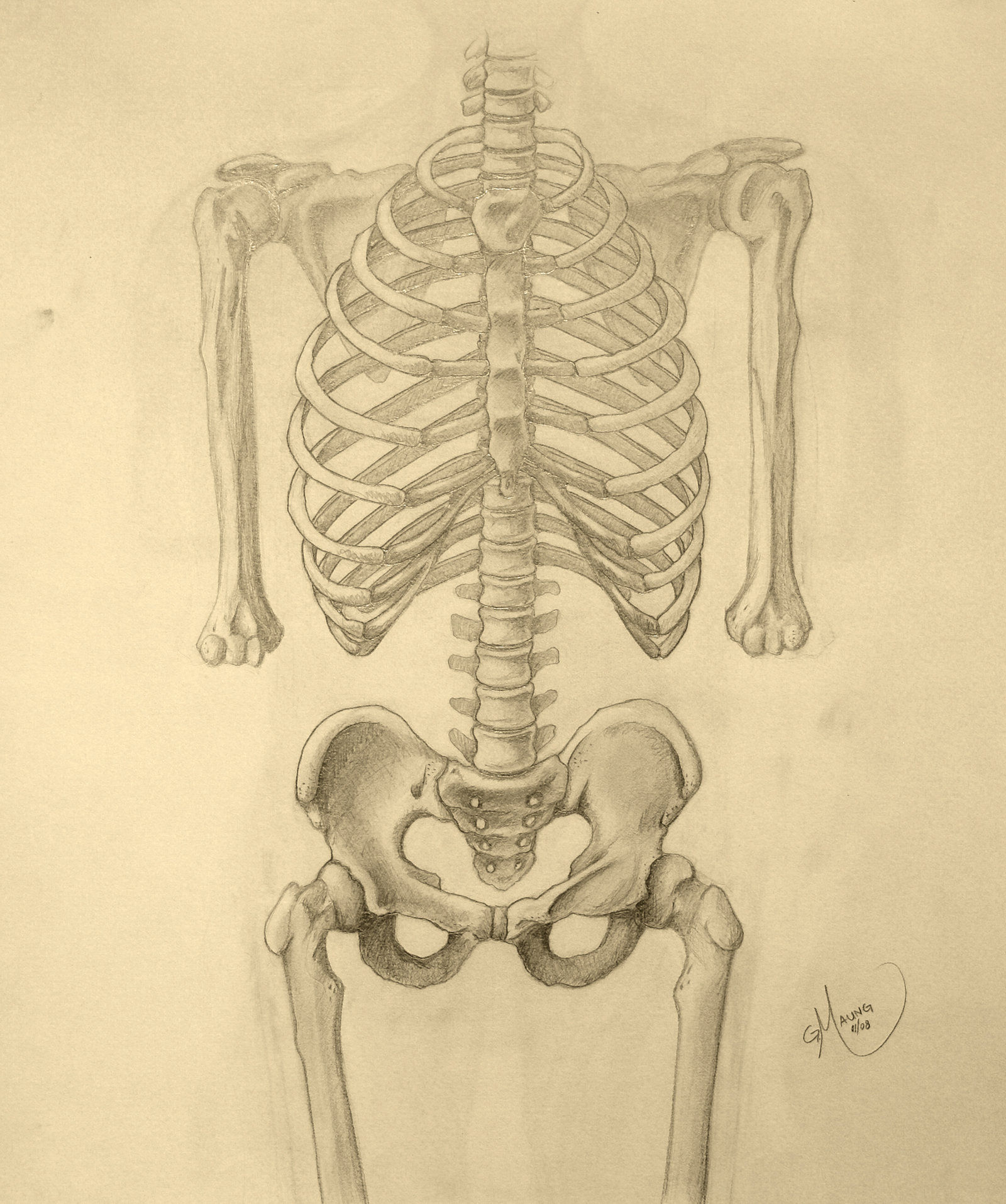 1600x1916 Torso And Pelvis Skeleton By Psybernaut
