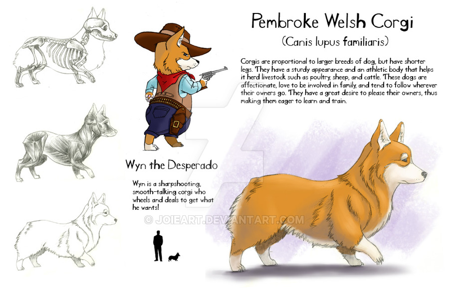 900x582 Pembroke Welsh Corgi By Joieart